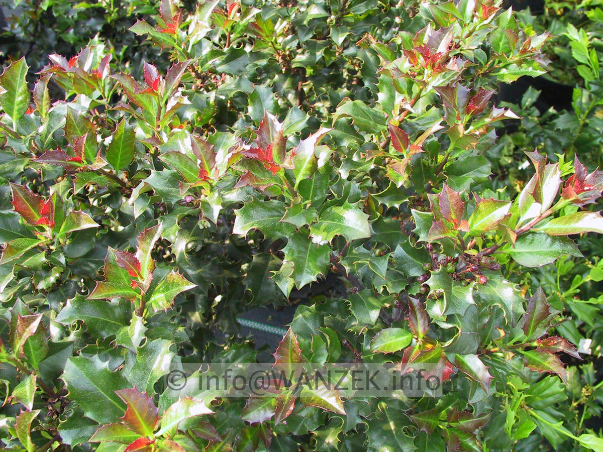 Ilex meserveae Blue Angel 01.JPG
